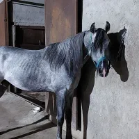 اسب عرب