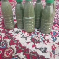 پونه کوهی