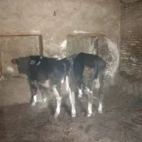 فروش گوساله نر