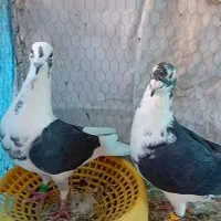 دو جفت کفتر دوکت یا پشتی نروماده