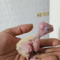 جوجه عروس سرلاکی