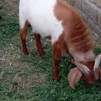 فروش گوسفند