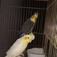 عروس هلندی