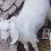 کهره نر
