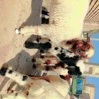 بره درجه یک