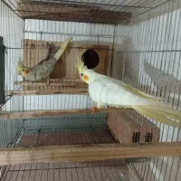 طوطی عروس هلندی