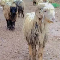 یک عددکوه سالم  سرحال بفروش میرسد