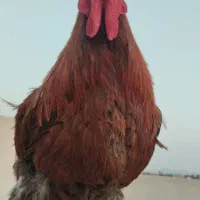 مرغ و خروس