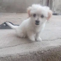 سگ پا کوتاه