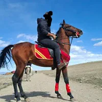 اسب کرد