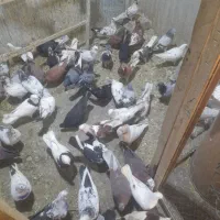 بار جدید کبوتر ازقیمت ۱۵۰تا ۴۰۰