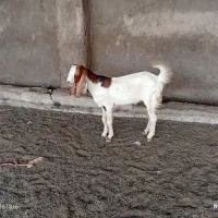 بز نر