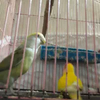 پرنده طوطی برزیلی