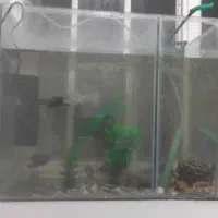 اکواریوم و تجهیزات فقط و فقط