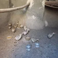 جوجه بوقلمون محلی