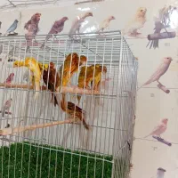 قناری جیبوس ۹عدد یکجا