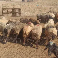 میش افشار وترکی