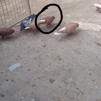 فروشی جوجه کبوتر کفتر