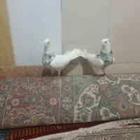 کفتر|پرنده|رامهرمز, |دیوار