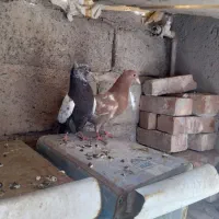 ۳ تا کبوتر طوق و سینه معاوضه با مرغ عشق