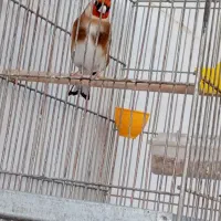 جفت سهره نر چهارگل خط و ماده
