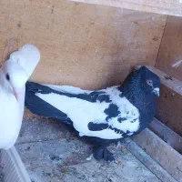 کفتر جوجه و نر ماده حسابی