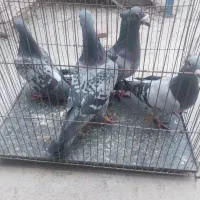 پلاکی