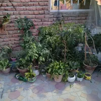 گل وگیاه....شفرا دونه ای۳۰۰قابل تکثیراست|گل و گیاه طبیعی|مراغه, |دیوار