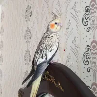 عروس هلندی ماده