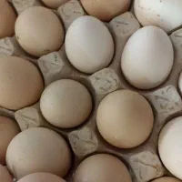 تخم مرغ محلی