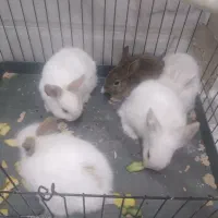 خرگوش لوپ و معمولی