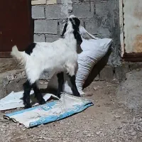 بزه افقانی  نره