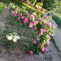 گل محمدی شهرستان اهر بهترین کیفیت