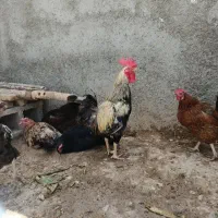 خروس کردی
