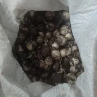 موسیر