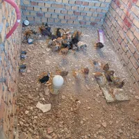 جوجه|حیوانات مزرعه|گیلان غرب, |دیوار