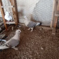 کبوتر موشی آبی وطاوسی وسفید