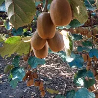 فروش باغ کیوی