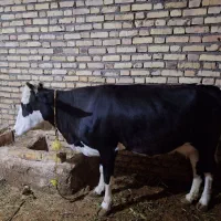 گاو وگوساله