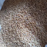 گندم|خوردنی و آشامیدنی|مانه, |دیوار