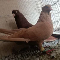 ماده زرد دم سفید  کلکسیونی40سانتی