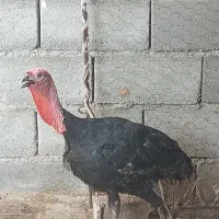یک بوقلمون نَر