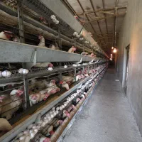 نیروی کار سالنداری مرغداری تخم گذار