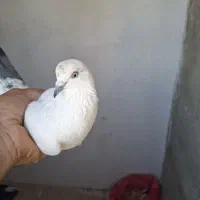 کبوتر