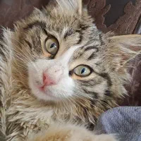 گربه گمشده