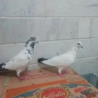 سلام دوتا نر پرشی