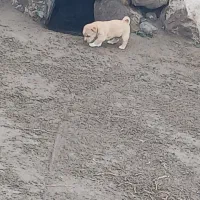 پاکوتاه نر سرابی