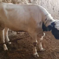 گوساله نر|حیوانات مزرعه|بزینه رود, |دیوار