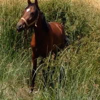 کره مادیان دره شوری