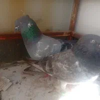 کفتر
